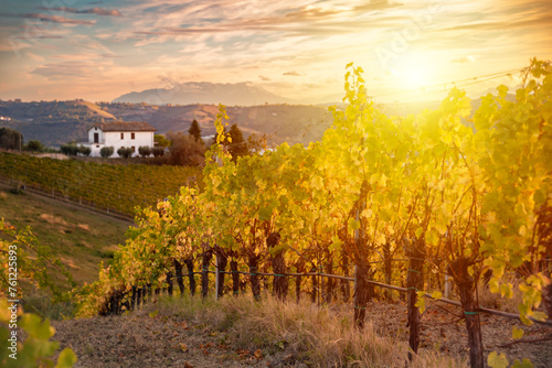 Sunset in countryside with vineyard in fall