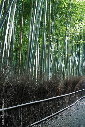 Natural landscape of Arashiyama green Bamboo groove walkway  One of the most popular tourist attraction in Kyoto  Japan