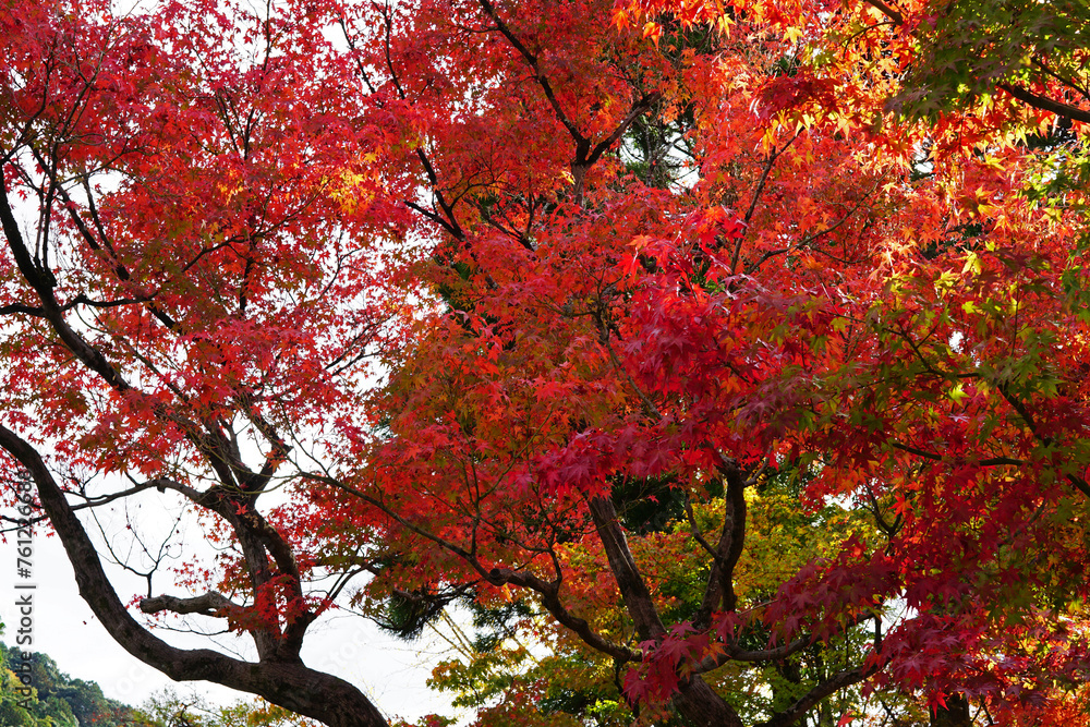 Natural landscape of Changing Autumn color leaves park