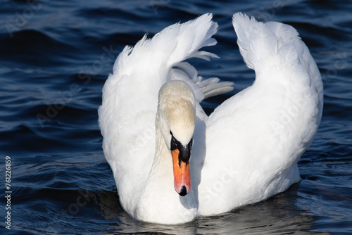 Mute swan, Cygnus olor. A gorgeous male floats down the river
