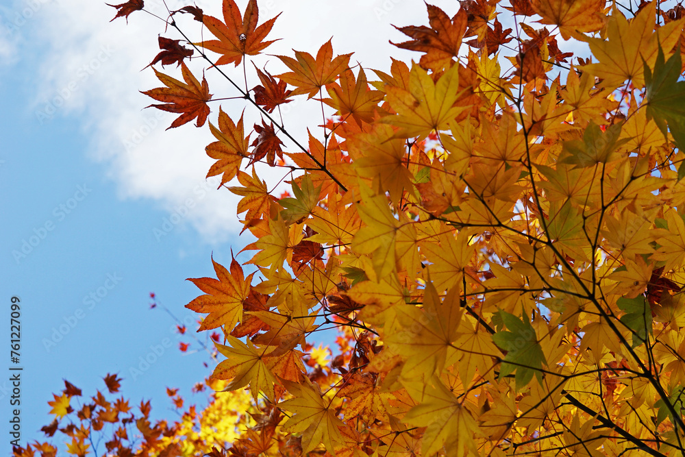 Natural landscape of Changing Autumn color leaves park Natural landscape of Changing Autumn color leaves park