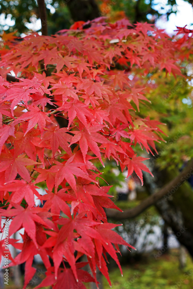 Natural landscape of Changing Autumn color leaves park Natural landscape of Changing Autumn color leaves park