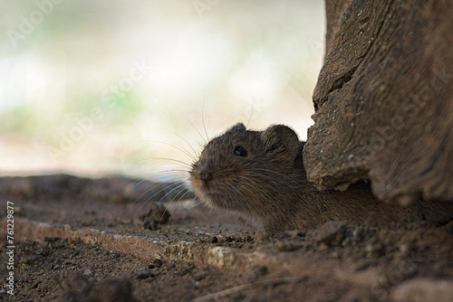A small mouse shyly peeks its head out from under a log in search of food  with a bright  out-of-focus background