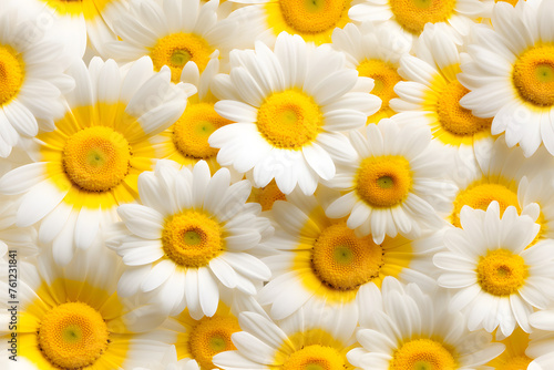 Yellow Daisies or chamomile flowers full-frame background 