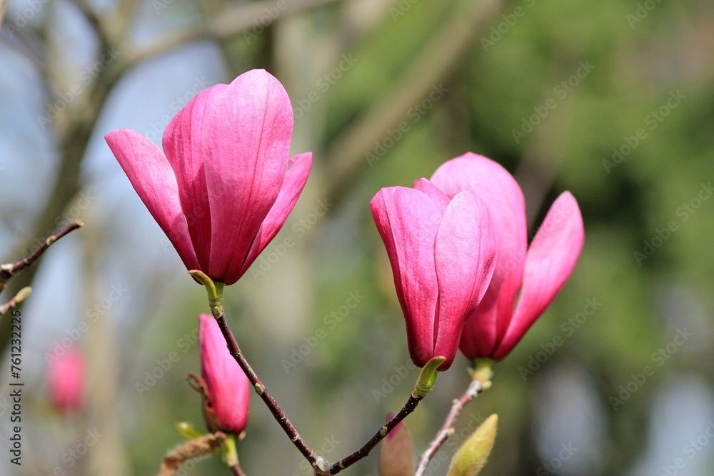 Pink magnolia flowers in the park on a blurred background
