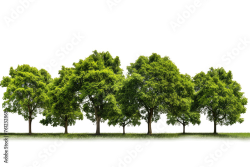 Row of Trees Standing in the Middle of a Field. On a White or Clear Surface PNG Transparent Background.