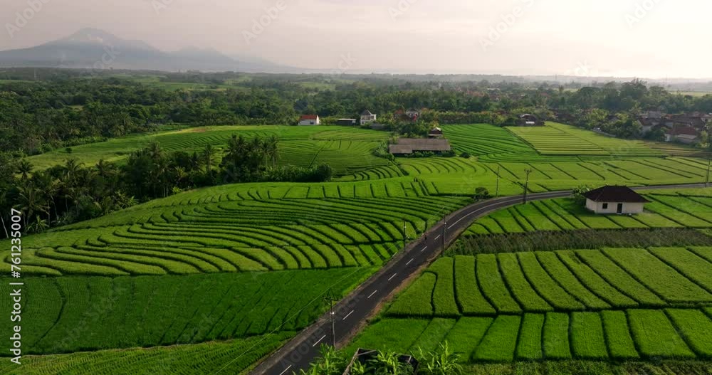 Person jogs on road through verdant rice paddies with abstract textures, aerial Person jogs on road through verdant rice paddies with abstract textures, aerial