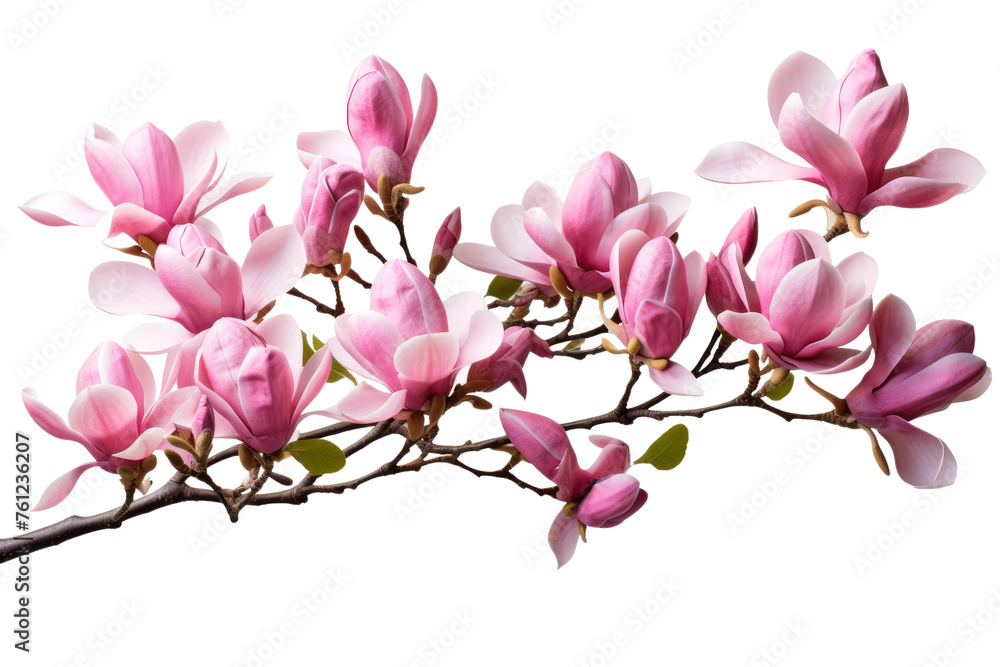 Branch of Pink Flowers on White Background. On a White or Clear Surface PNG Transparent Background. Branch of Pink Flowers on White Background. On a White or Clear Surface PNG Transparent Background.