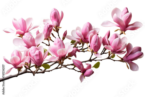 Branch of Pink Flowers on White Background. On a White or Clear Surface PNG Transparent Background.