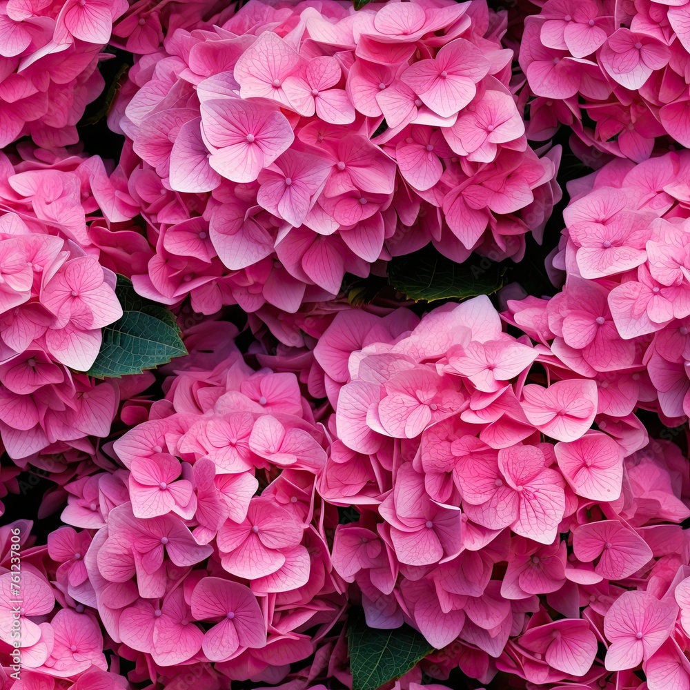 Hydrangea Flowers, Blooming White Hortensia, Hydrangea Paniculata Flower Closeup