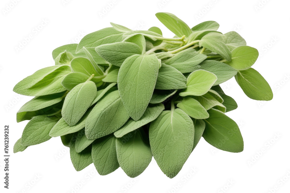Fototapeta premium Cluster of Green Leaves on White Background. On a White or Clear Surface PNG Transparent Background.