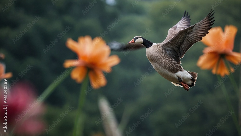 Obraz premium goose in flight