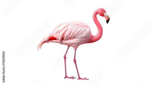 A pink flamingo gracefully balances on its hind legs  striking a pose with elegance and poise