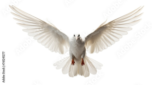 A graceful white bird displays its expansive wingspan, symbolizing freedom and grace