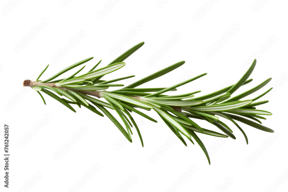 Sprig of Rosemary on White Background. On a Transparent Background.