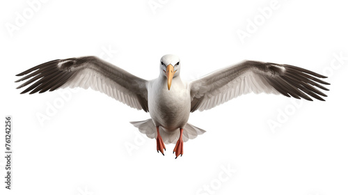 A magnificent white and black bird gracefully spreads its wings in mid-flight