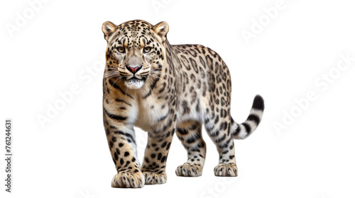 A large leopard gracefully walks across a pure white background