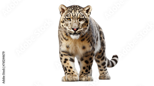 A magnificent snow leopard gracefully walks across a pristine white background