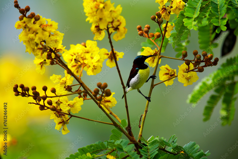 Obraz premium purple-rumped sunbird with yellow flowers in sri lanka