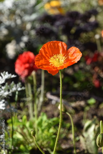 coquelicot