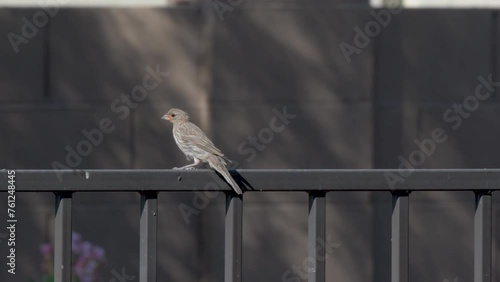 A single finch on a fence in Arizona. The location is Goodyear, Maricopa County. The time of year is mid-May. photo