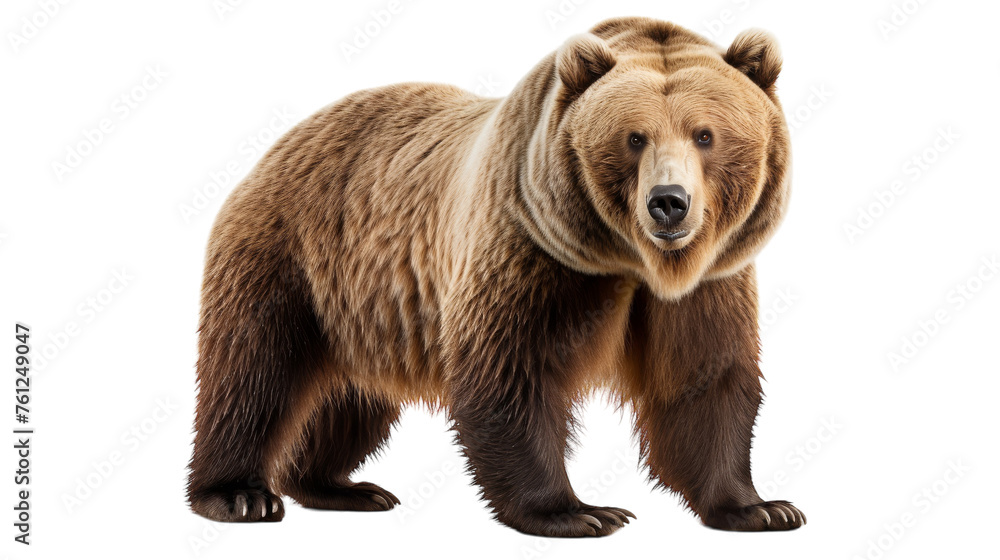 Fototapeta premium A large brown bear stands proudly against a white backdrop