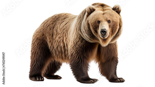 A large brown bear stands proudly against a white backdrop