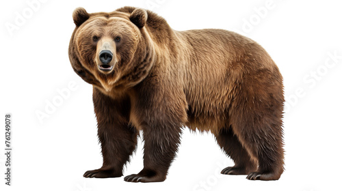 A large brown bear stands proudly against a stark white background