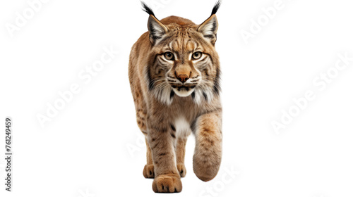 A majestic lynx gracefully walking across a pristine white background