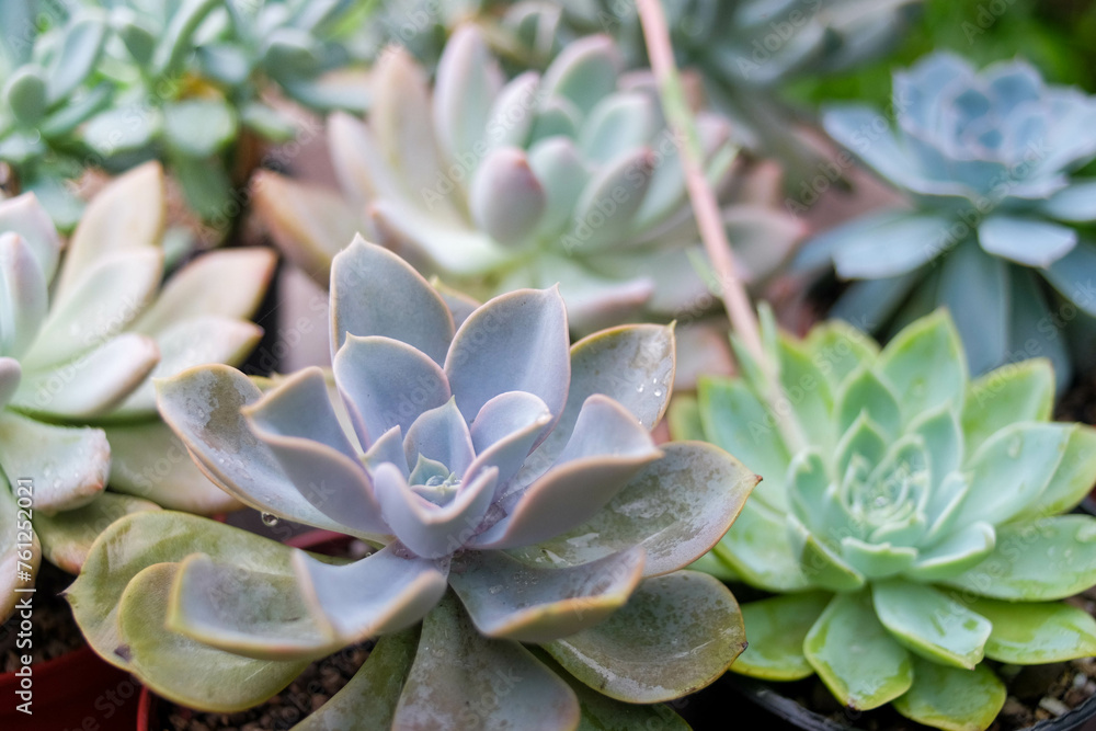 Collection of Colorful Succulent Plants. Variety of potted colorful succulent plants grouped together, showcasing diverse shapes and colors.
Collection of Colorful Succulent Plants. Variety of potted colorful succulent plants grouped together, showcasing diverse shapes and colors.