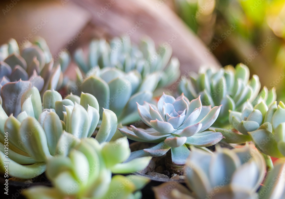 Collection of Colorful Succulent Plants. Variety of potted colorful succulent plants grouped together, showcasing diverse shapes and colors.
Collection of Colorful Succulent Plants. Variety of potted colorful succulent plants grouped together, showcasing diverse shapes and colors.