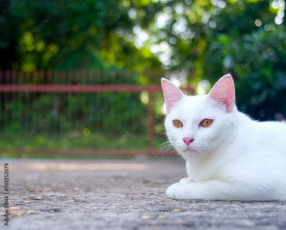 Elegant White Cat with Yellow Eyes Outdoors
