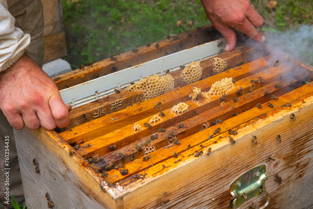 Beekeeper remove a frame of honeycomb from beehive with bee smoker Beekeeper remove a frame of honeycomb from beehive with bee smoker