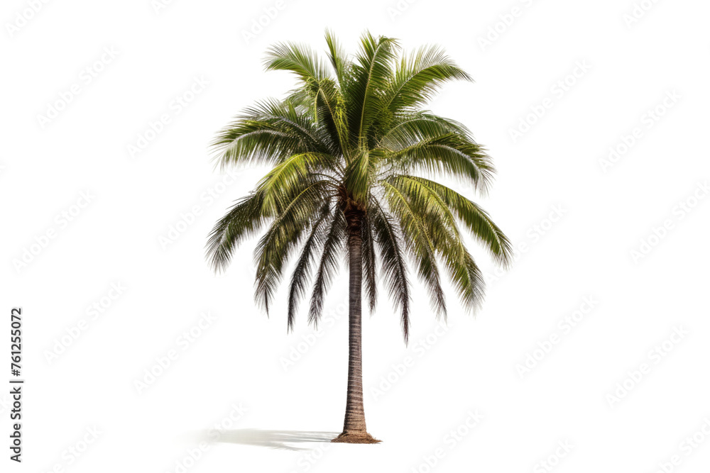 Obraz premium Palm Tree on White Background. On a White or Clear Surface PNG Transparent Background.