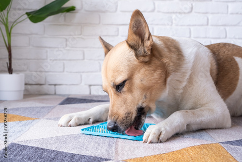 Obraz na płótnie cute dog using lick mat for eating food slowly, licking peanut butter