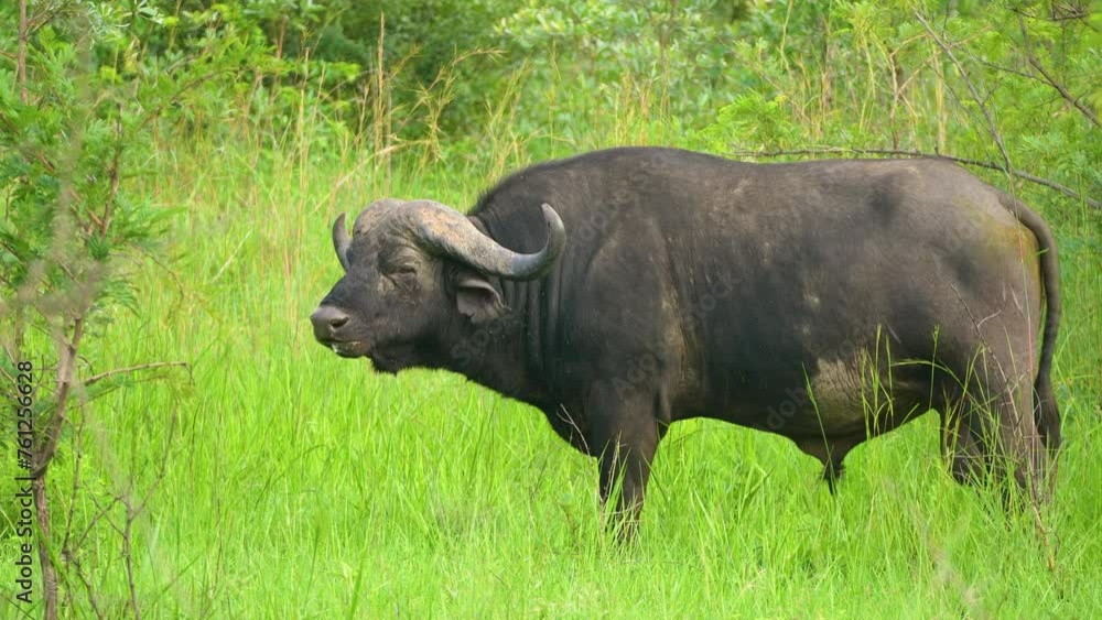 A large buffalo is observed standing in a vibrant green field, showcasing its impressive size and presence in its natural habitat. A large buffalo is observed standing in a vibrant green field, showcasing its impressive size and presence in its natural habitat.