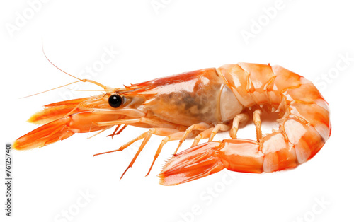 Close Up of a Shrimp on White Background. On a White or Clear Surface PNG Transparent Background.