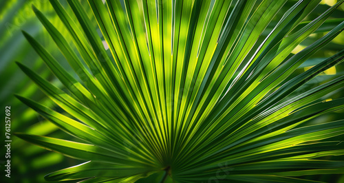 palm tree leaves