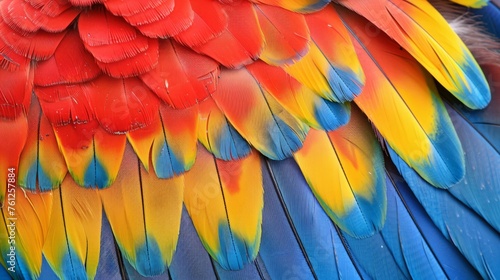 Colorful of Scarlet macaw bird s feathers with red yellow orange and blue shades  exotic nature background and texture