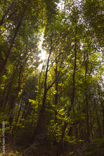 Forest view with tall trees and sunlight