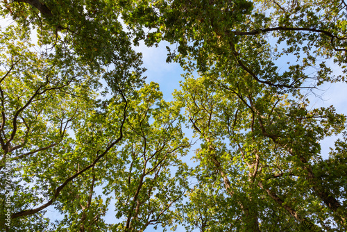 Green trees from below and clear sky on the background
