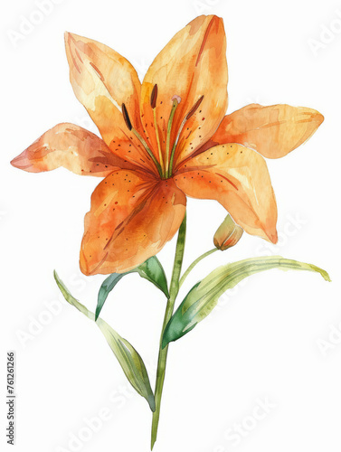 Lily flower watercolor on white background