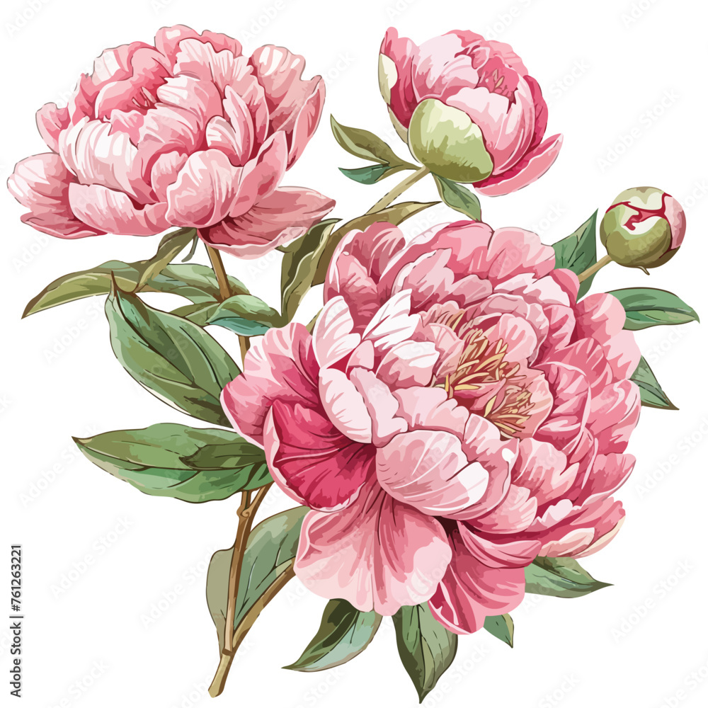 Peonies Clipart isolated on white background