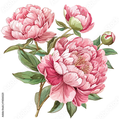 Peonies Clipart isolated on white background