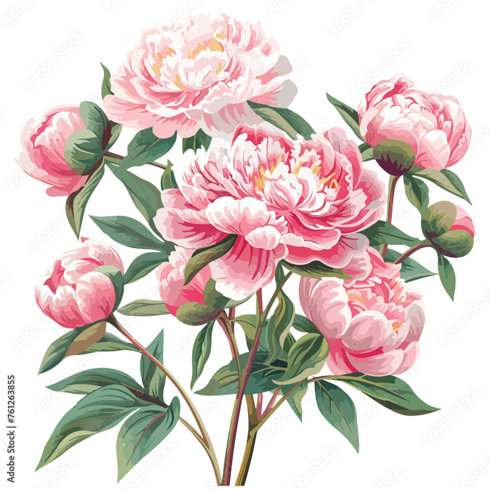 Pink Peonies Clipart isolated on white background