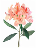 Rhododendron watercolor on white background