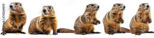 Wild animals banner panorama long wildlife. Collection of funny cute lying, sitting jumping marmot (marmota), isolated on white background, Generative AI © Suresh Picture