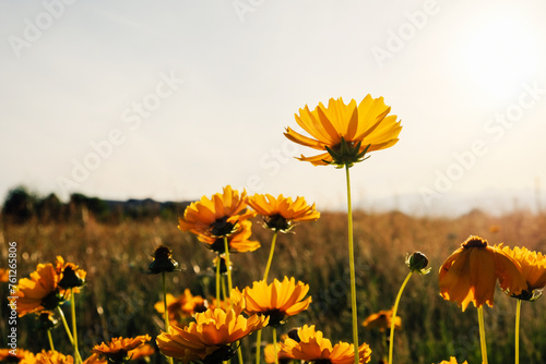 Beautiful green summer meadow with wildflowers in bloom, close up. Flowery field natural background.