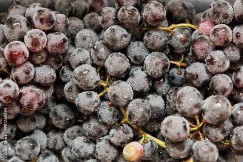 Freshly harvested blue grapes. Wine grapes background. Freshly harvested black grapes grown in a home vineyard