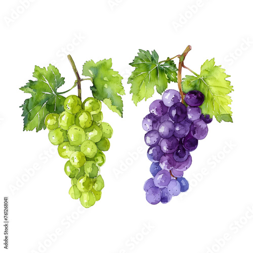 green and purple grape watercolor good quality and good design